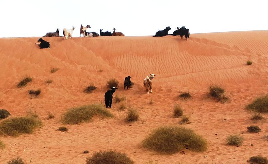 فندق كامب ساند ديلايت الوصل المظهر الخارجي الصورة